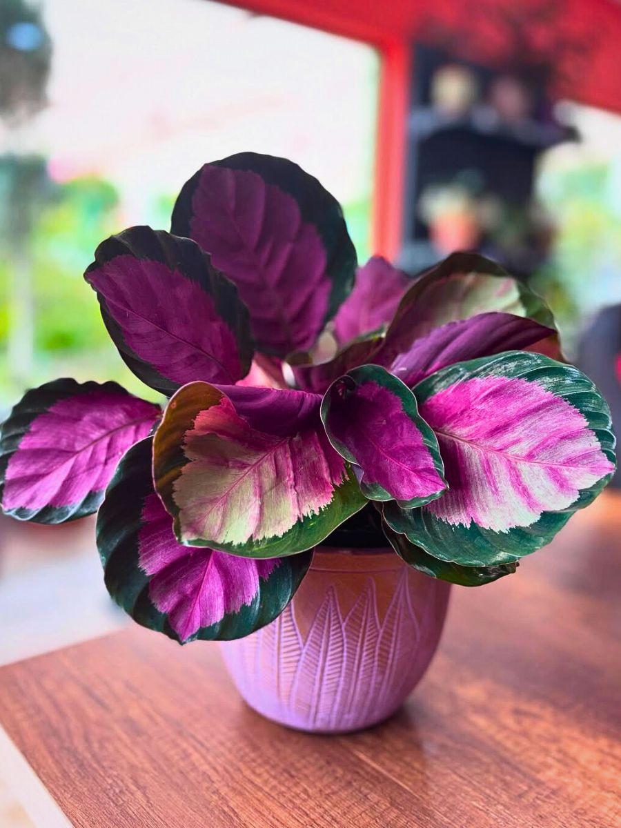 Calathea roseopicta Calathea Roseopicta kept on a table indoors