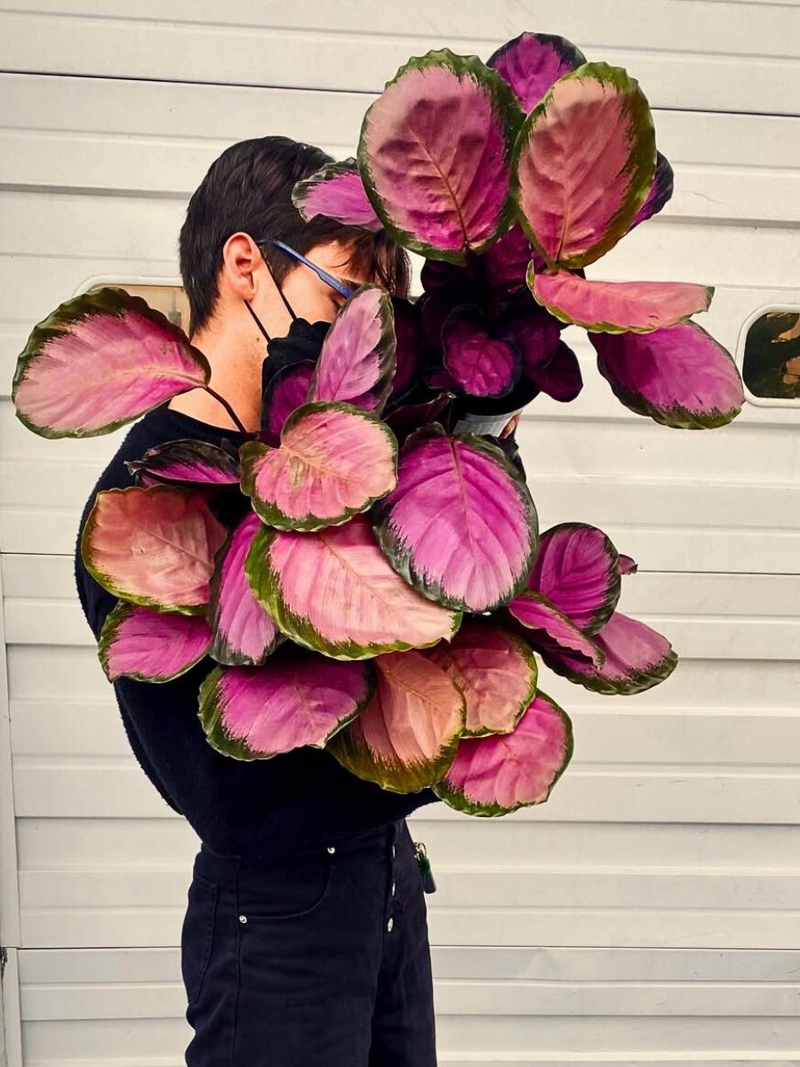 Calathea roseopicta a person exhibiting the exceptional dense foliage of the Calathea roseopicta