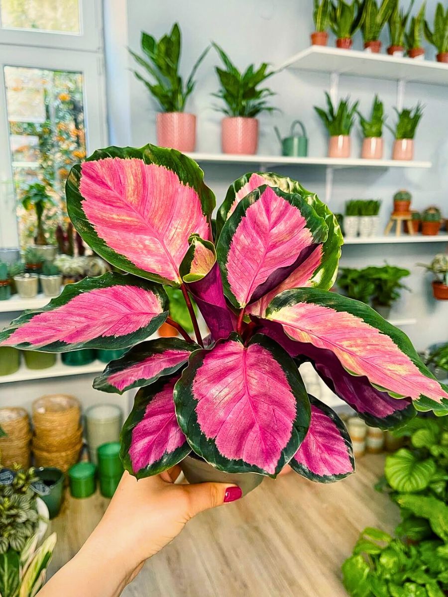 Calathea roseopicta Calathea roseopicta, sometimes called the Red Painted Calathea or Goeppertia roseopicta