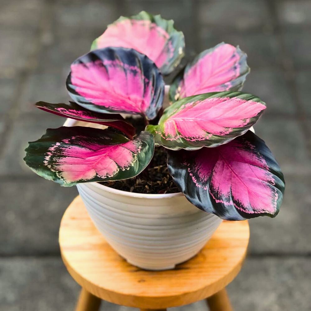 The Calathea roseopicta Magnificent Calathea Roseopicta potted
