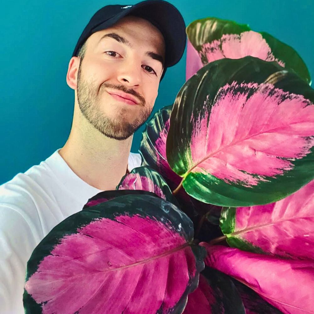 Calathea roseopicta Calathea roseopicta cultivation