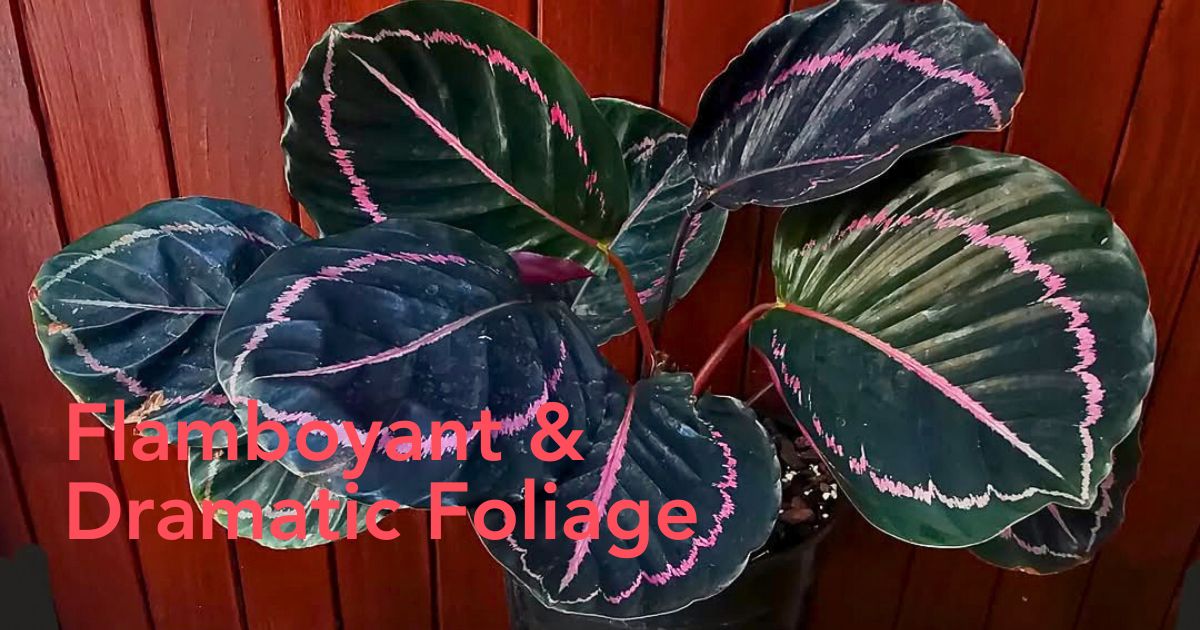 The Colorful and Magnificent Calathea Roseopicta Houseplant