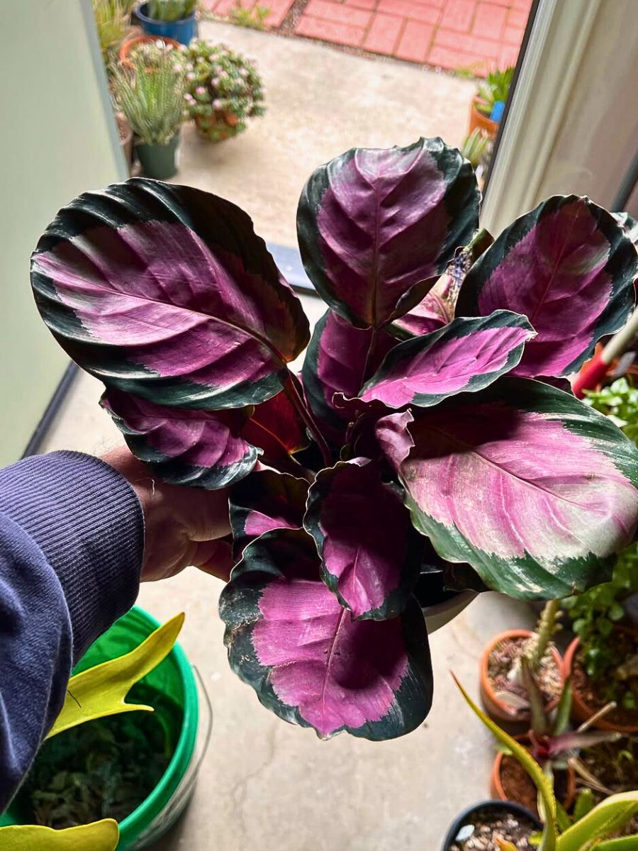 Calathea roseopicta the exceptional pink leaves of Calathea Roseopicta