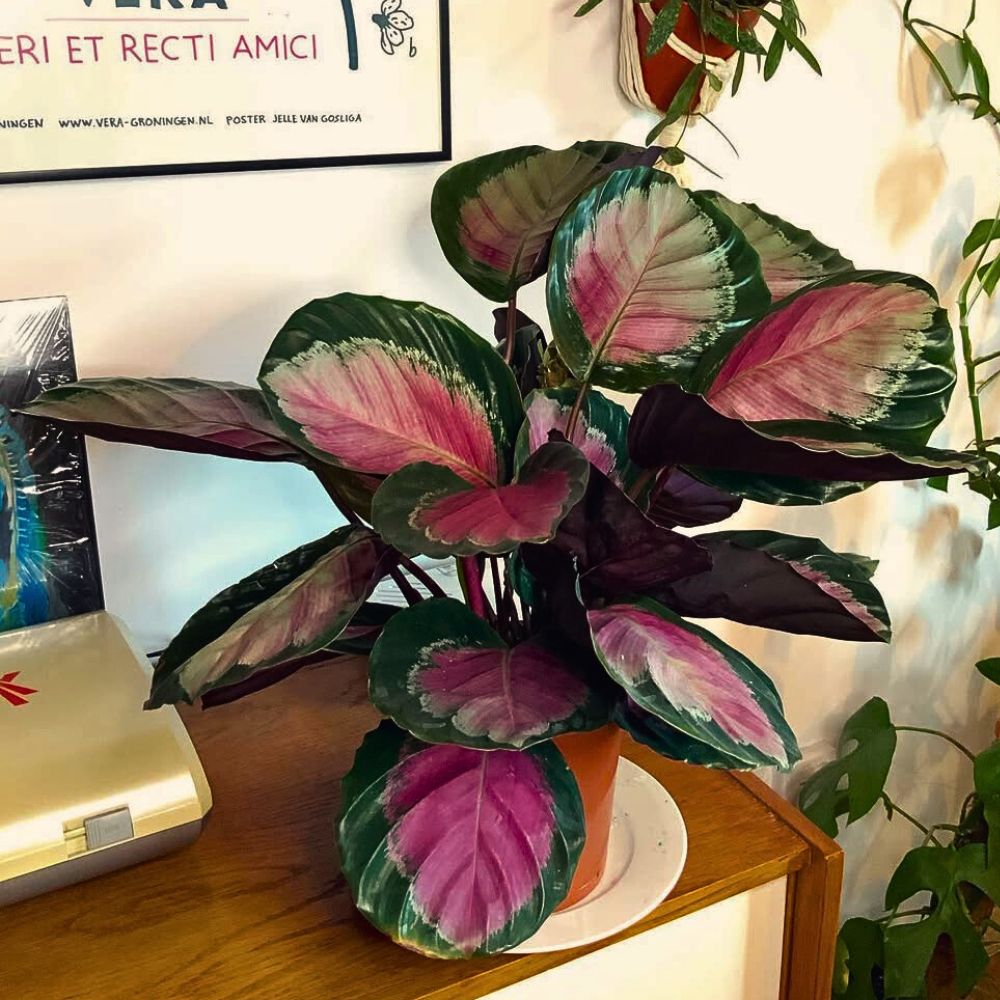 Calathea roseopicta The Magnificent Calathea Roseopicta fits best as a houseplant