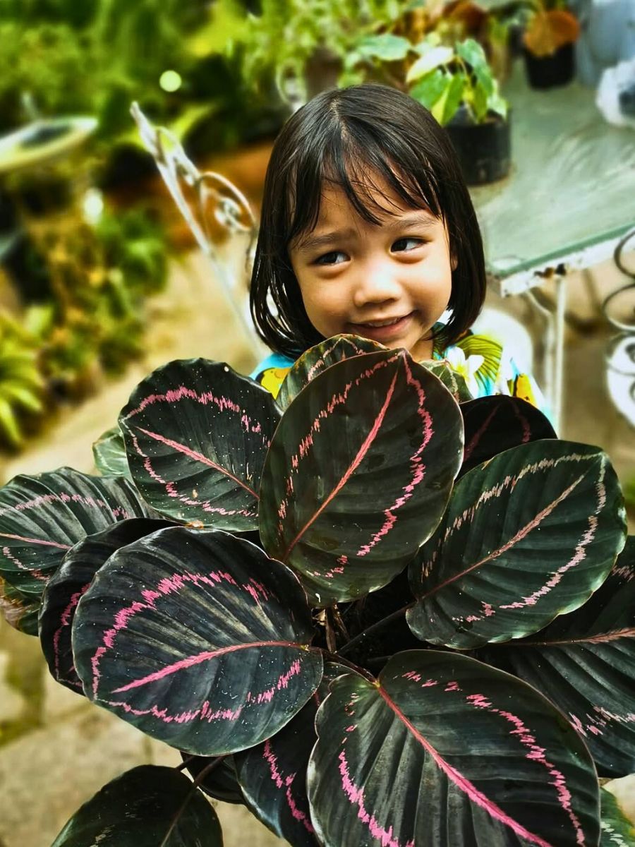 Calathea roseopicta plant The Colorful and Magnificent Calathea Roseopicta Houseplant
