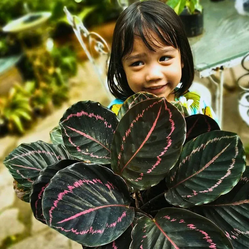 The Colorful and Magnificent Calathea Roseopicta Houseplant
