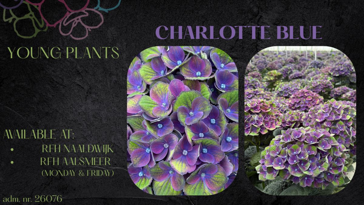 Hydrangea Charlotte Blue by Intense Flower House 
