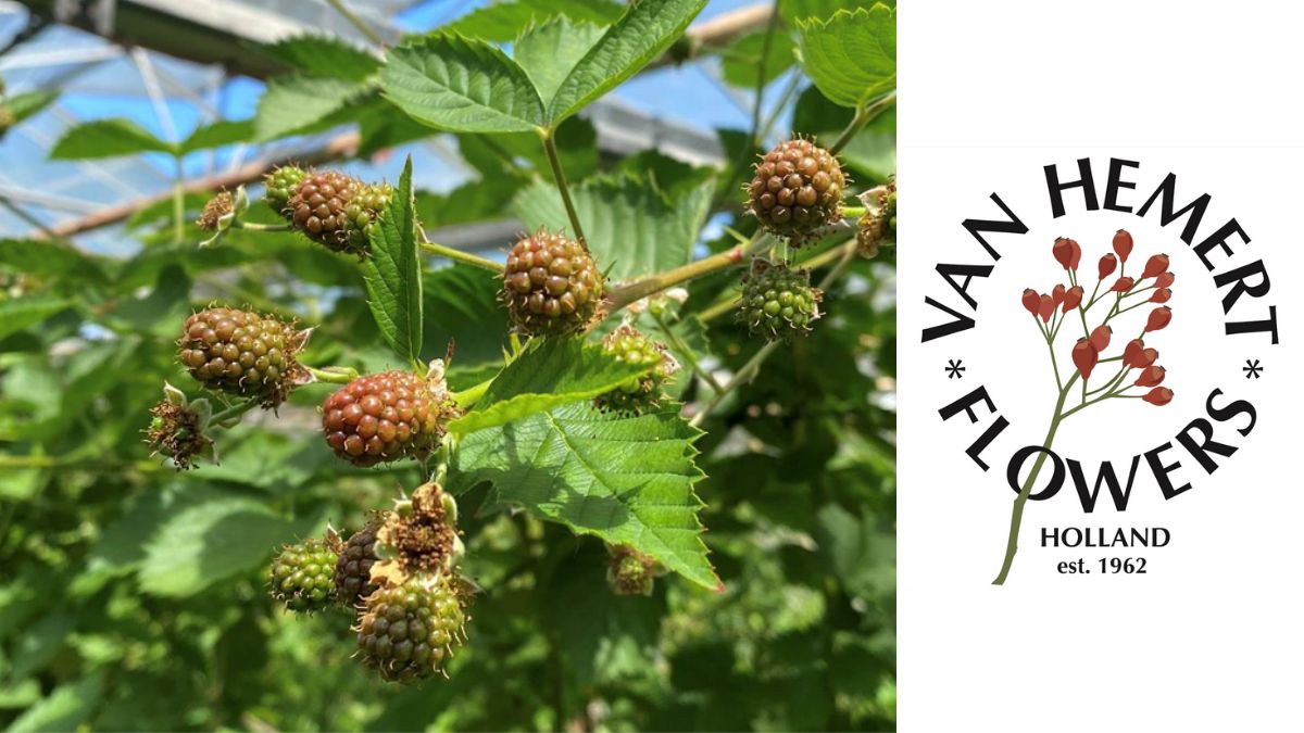 Rubus Chester by Van Hemert Flowers