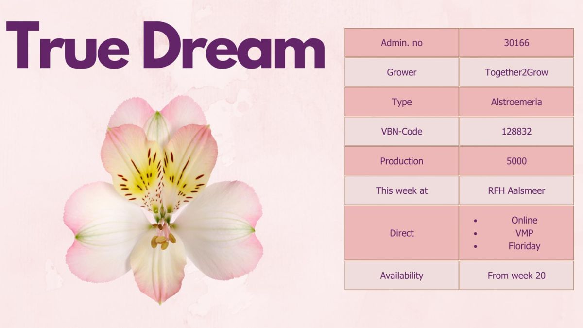 Alstroemeria True Dream by Together2Grow