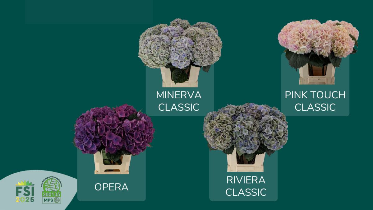 Hydrangeas by Vicin