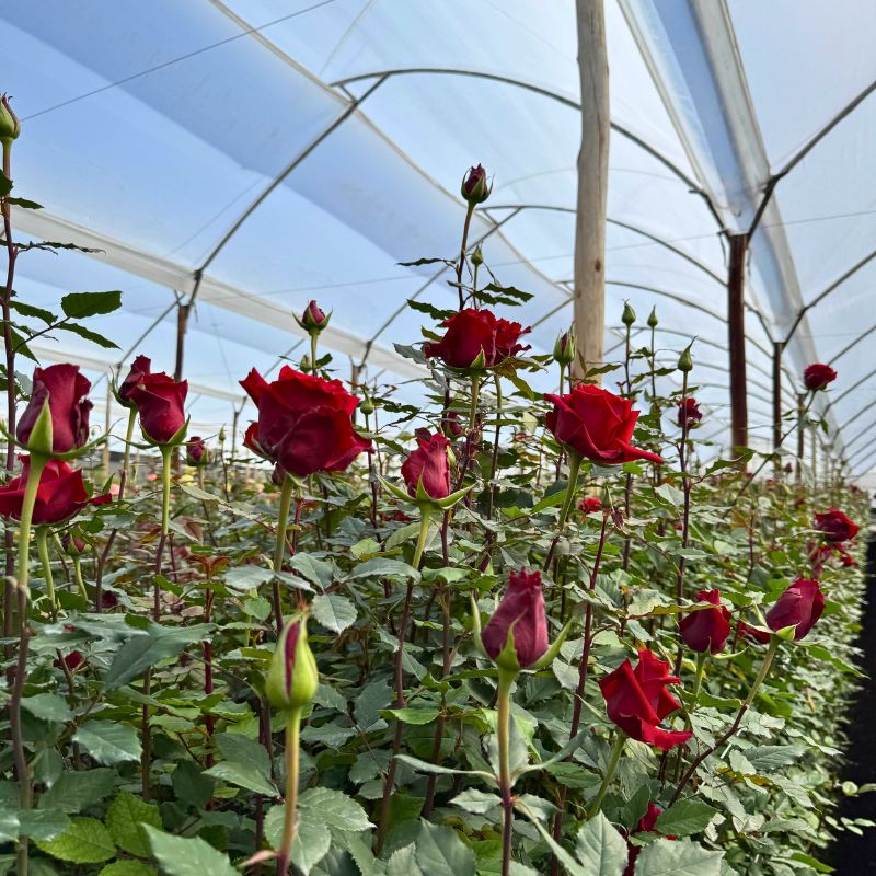 Rose Born Free at the Farm in Ecuador