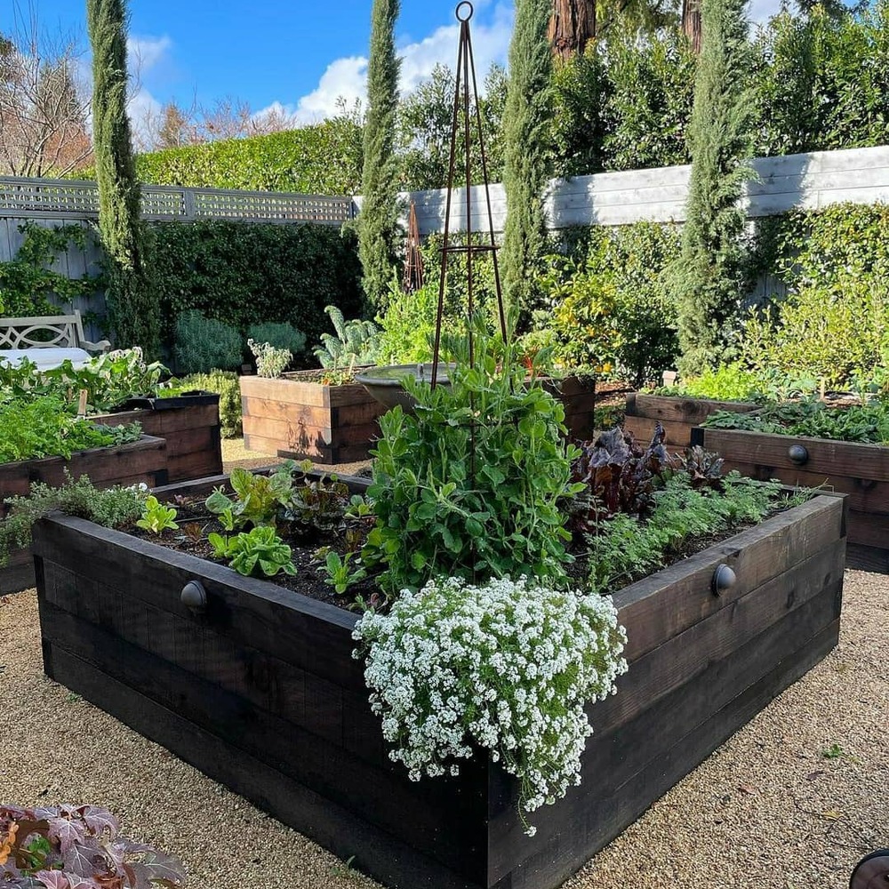 Square sized green plant in garden Square sized green plant in garden