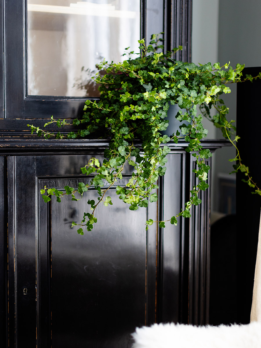 Air So Pure hedera on chimney