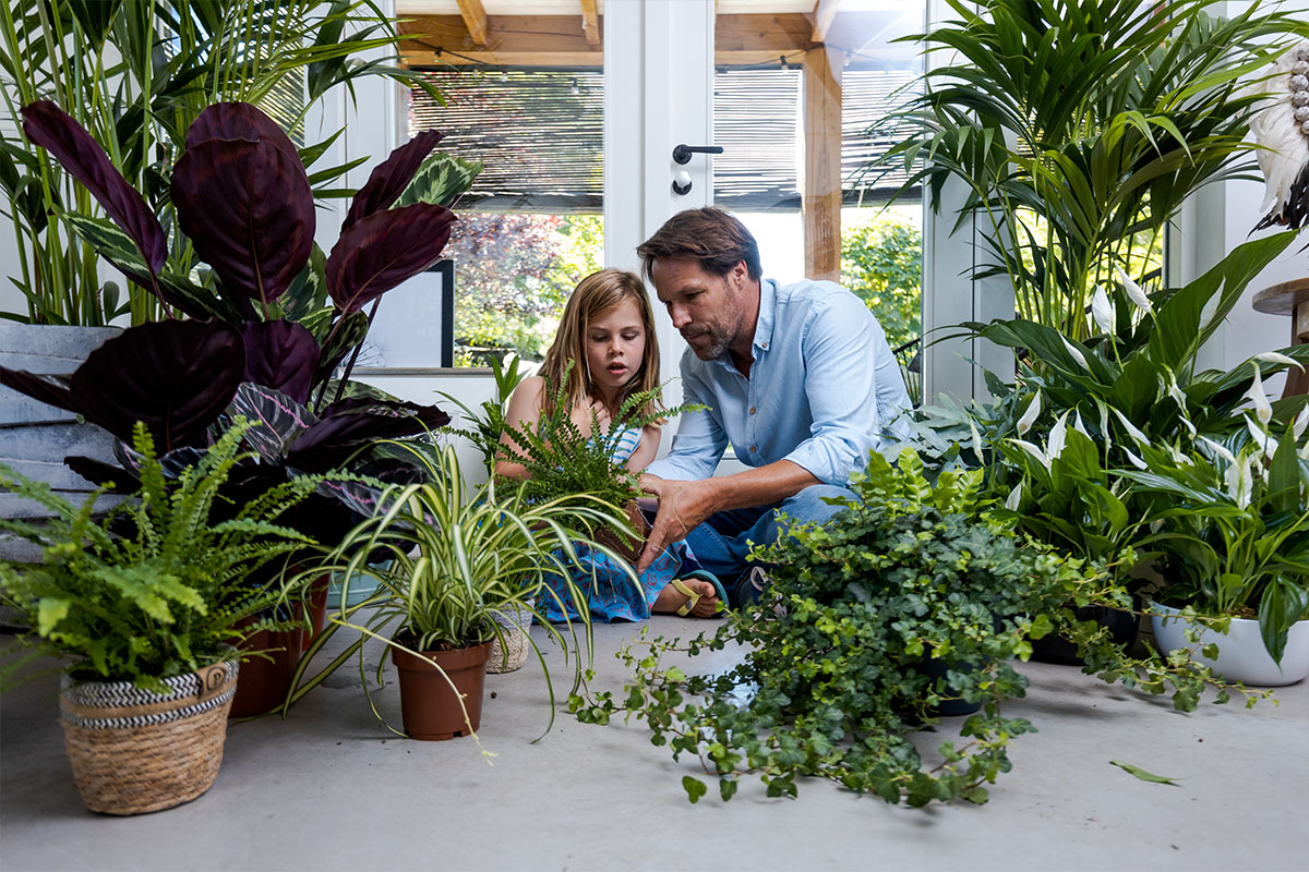 Air So Pure plants with father and daughter Air So Pure plants with father and daughter