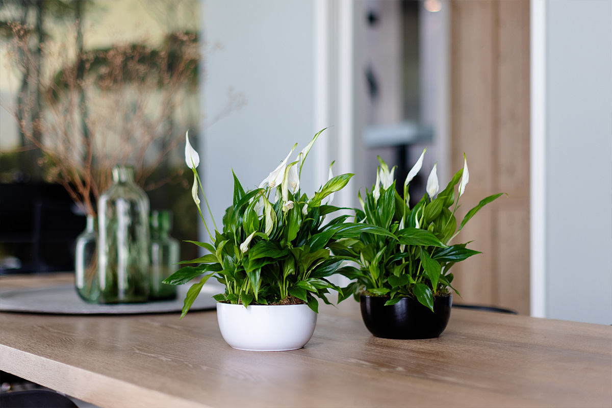 Air So Pure various peace lilies on table