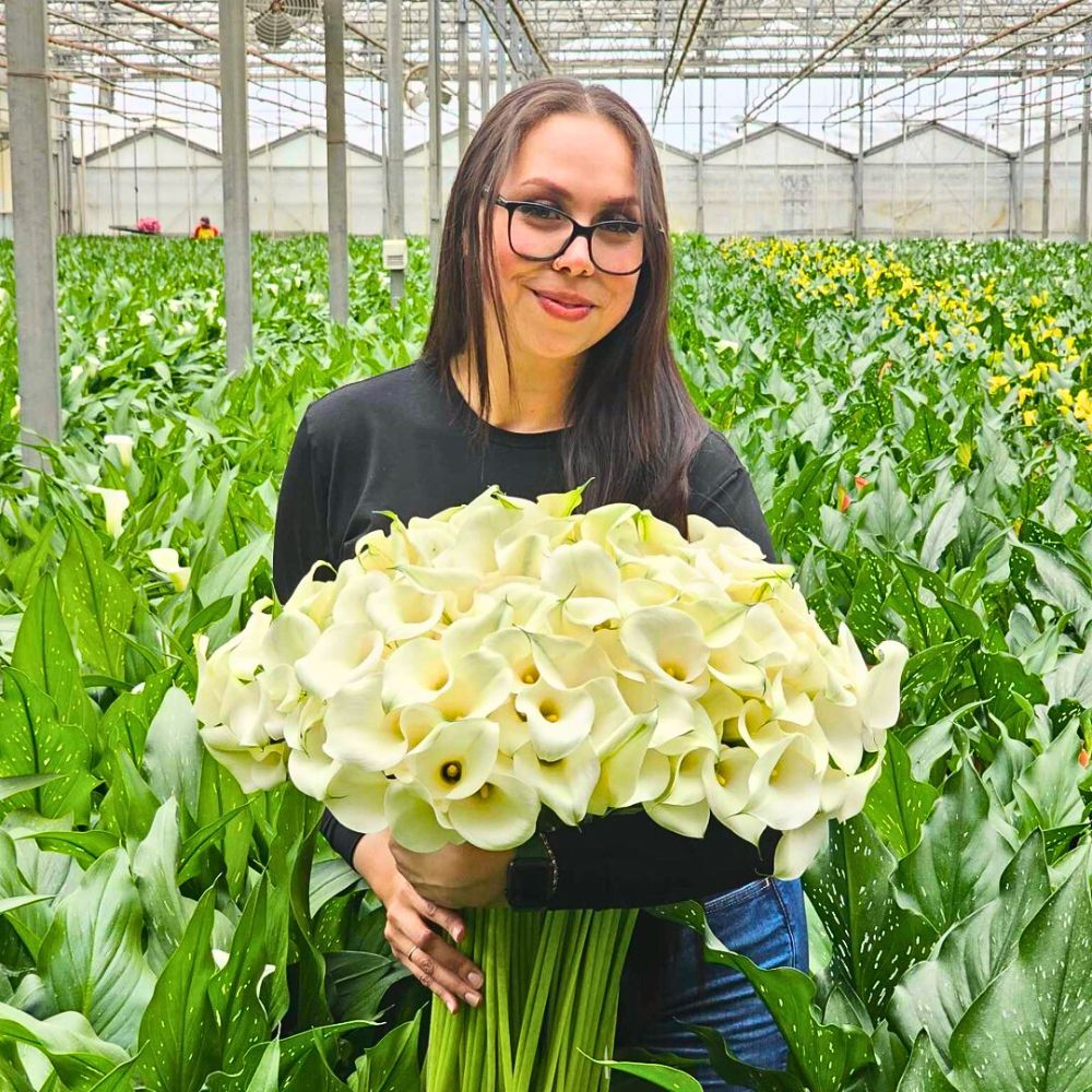 Calla lilies Integrated Nutrient Management Practices Are Vital for a Sustainable Floriculture Industry