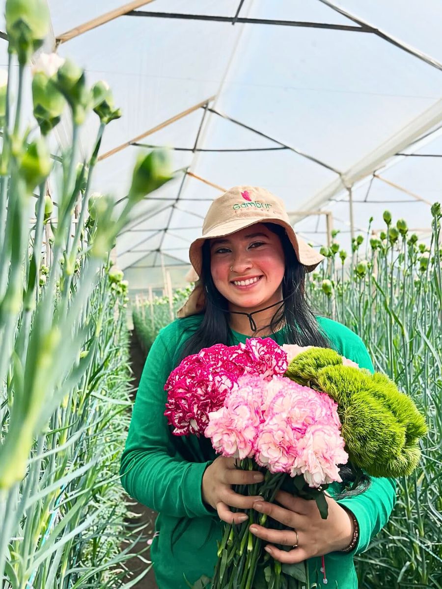 Carnations How Integrated Nutrient Management Practices Are Vital for a Sustainable Floriculture Industry