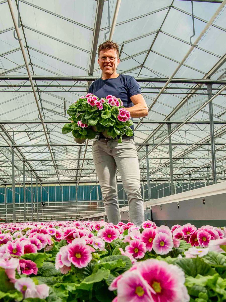 Primula How Integrated Nutrient Management Practices Are Vital for a Sustainable Floriculture Industry