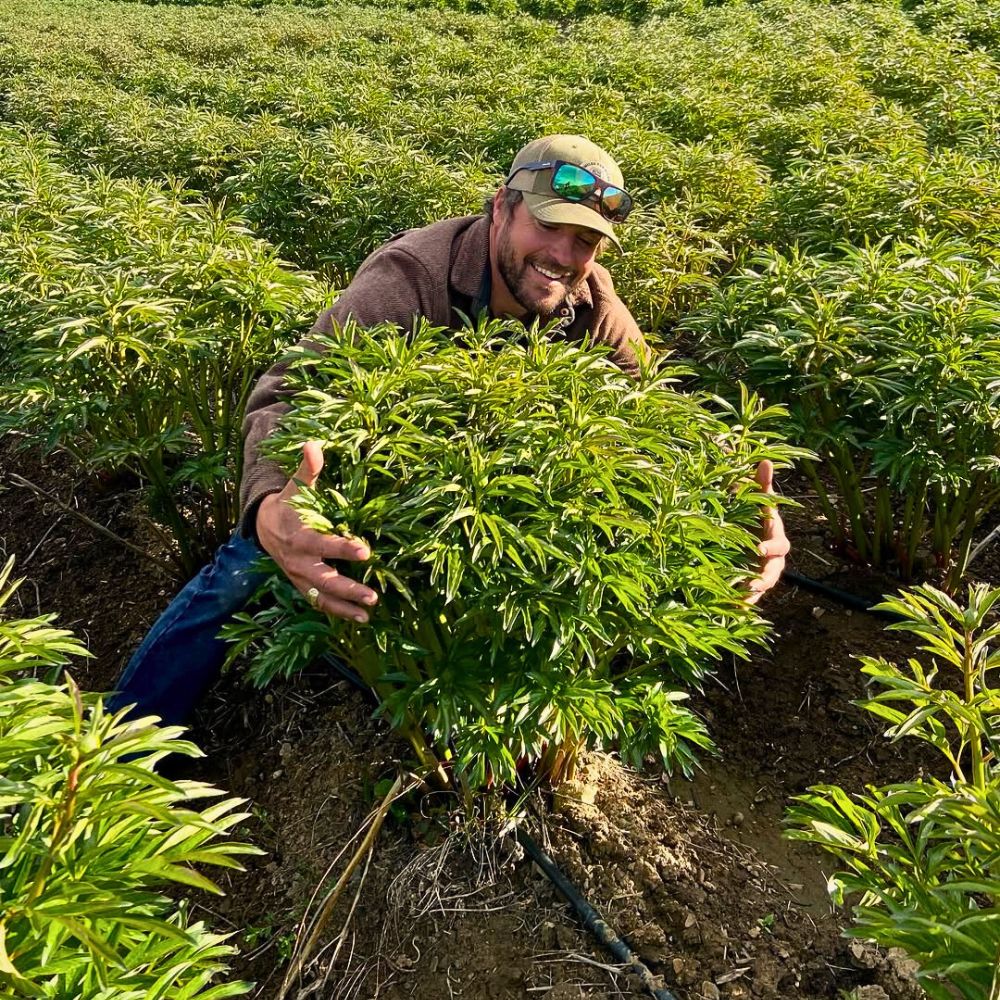 Peonies How Integrated Nutrient Management Practices Are Vital for a Sustainable Floriculture Industry