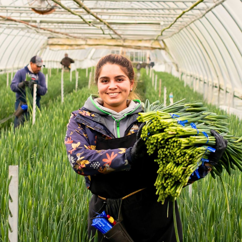 Flower cultivation Integrated Nutrient Management Practices Are Vital for a Sustainable Floriculture Industry