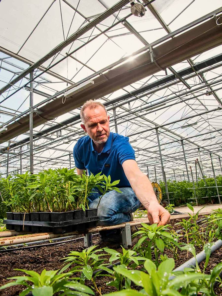 Plant cultivation Integrated Nutrient Management Practices Are Vital for a Sustainable Floriculture Industry