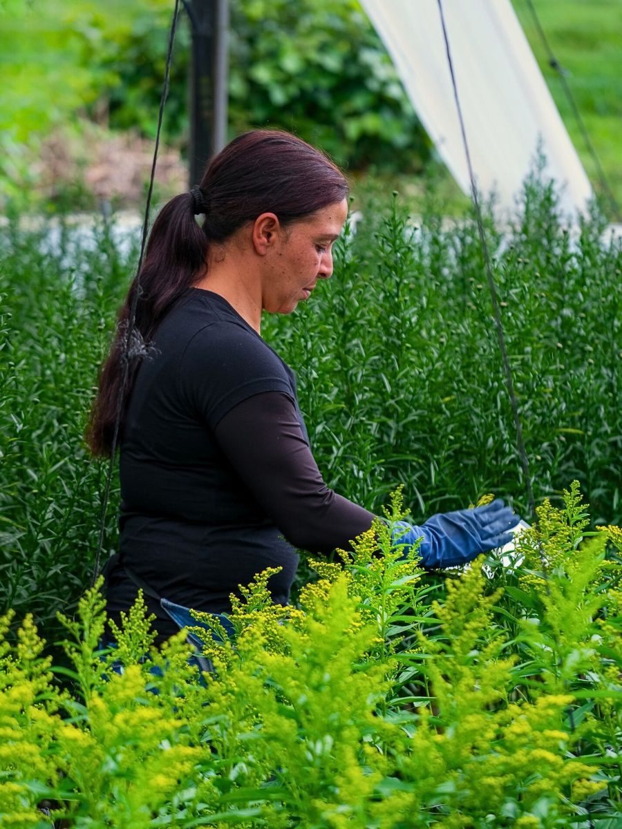Flower cultivation Integrated Nutrient Management Is Key for a Sustainable Floriculture Industry
