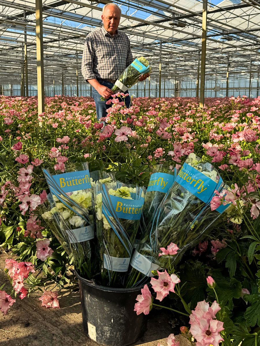 Ranunculus How Integrated Nutrient Management Practices Are Vital for a Sustainable Floriculture Industry