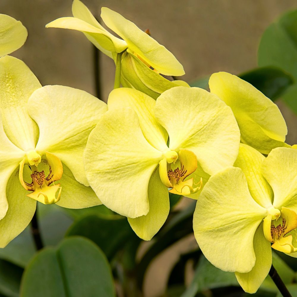 Yellow Orchid Flower 10 Questions to Rashmi Avattar