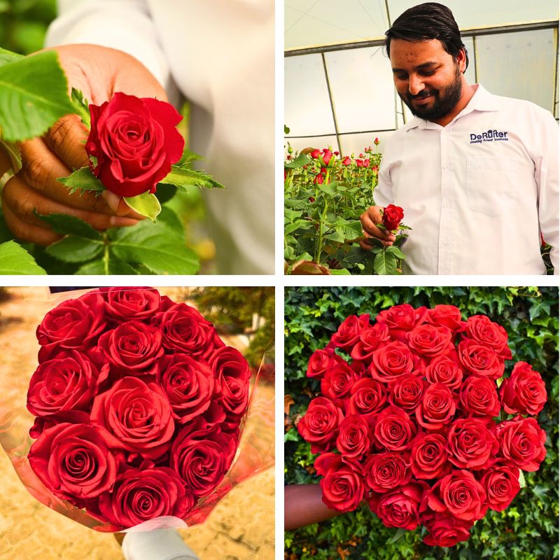 Rose Revolution Bred by De Ruiter Innovations Rose Revolution Bred by De Ruiter Innovations