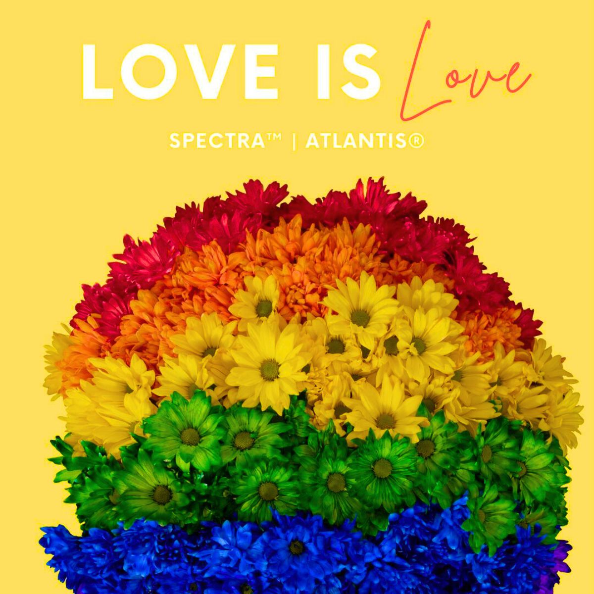 Love is love with chrysanthemums by Danziger Love is love with chrysanthemums by Danziger