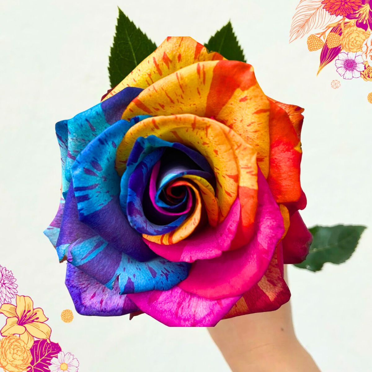 Rainbow rose by Agrivaldani Rainbow rose by Agrivaldani