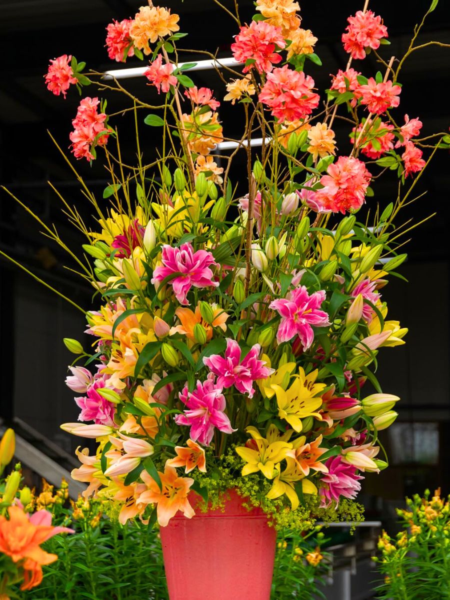 Bredefleur bright lilies for pride month Bredefleur bright lilies for pride month