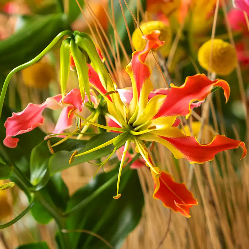Design with Gloriosa Superba Simba Fifty Shades by Marginpar