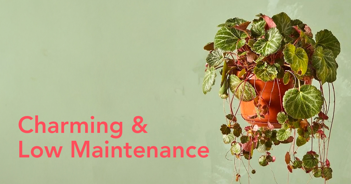 Strawberry Begonia Care Guide