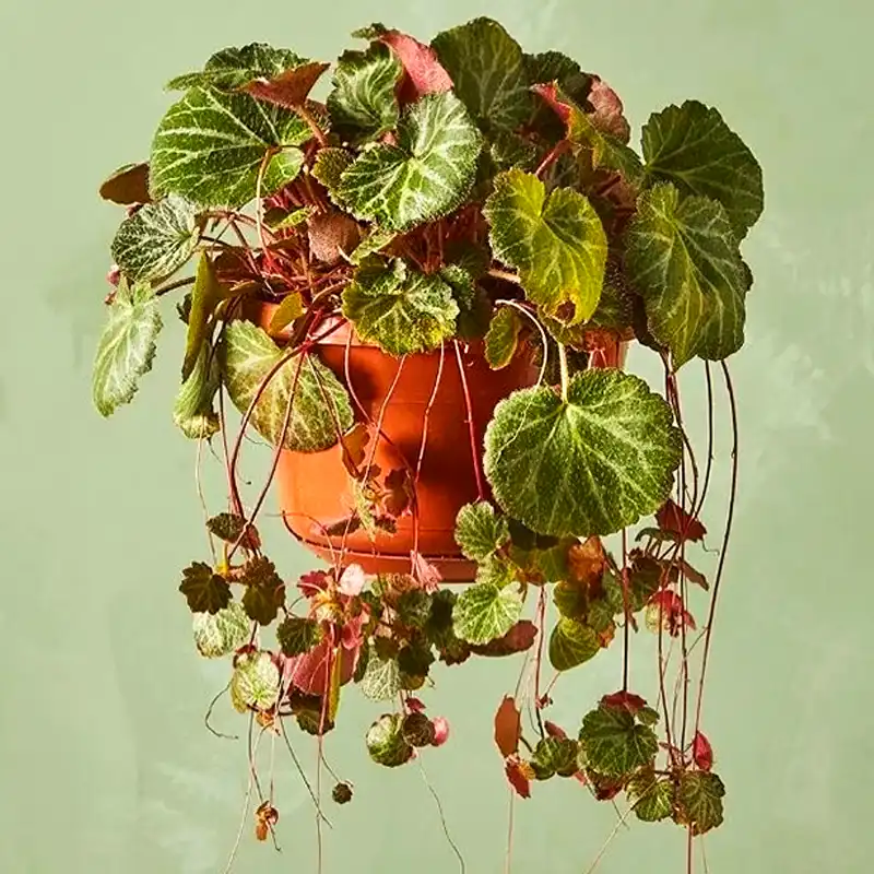 Strawberry Begonia