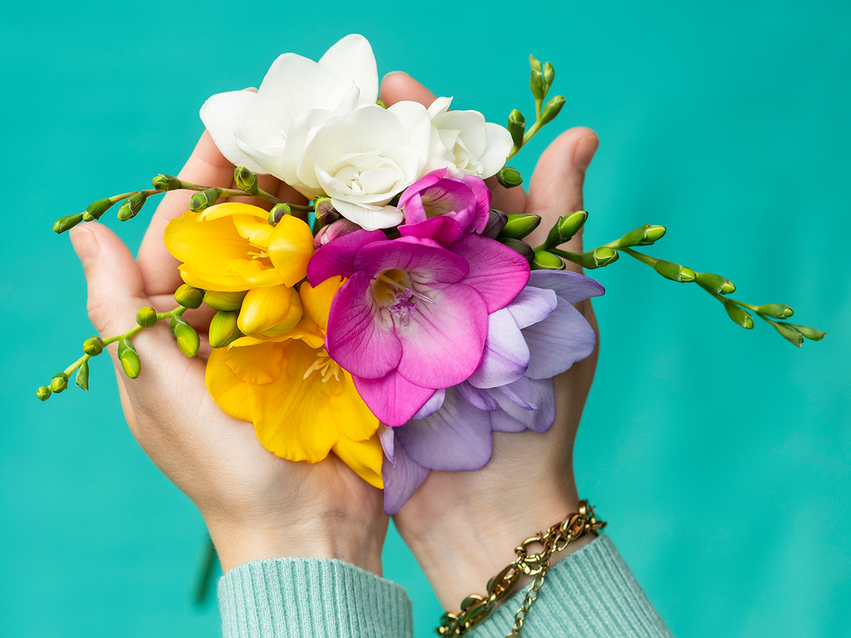 Mixed Freesia One XXL flowers in hands Mixed Freesia One XXL flowers in hands