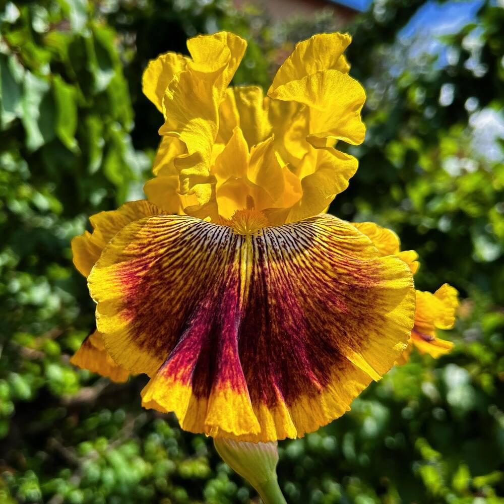 Yellow Iris Civic Identity in Bloom Yellow Iris Civic Identity in Bloom