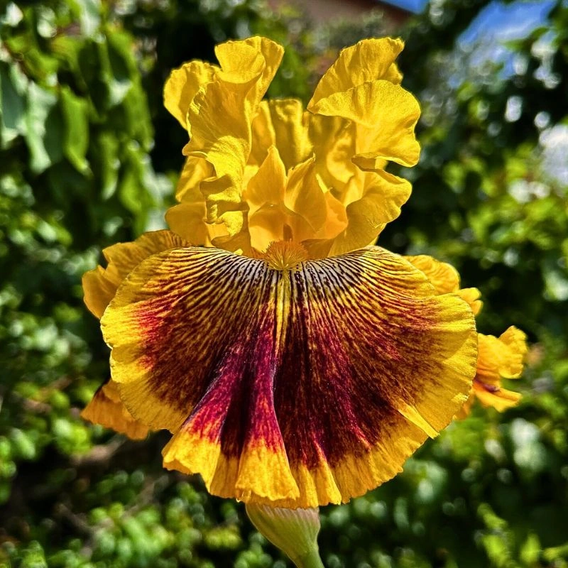 Iris flower meaning - thursd article featured image