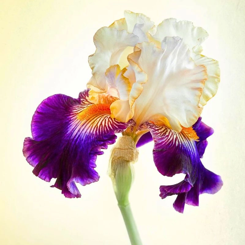 Iris flower meaning - thursd article featured image