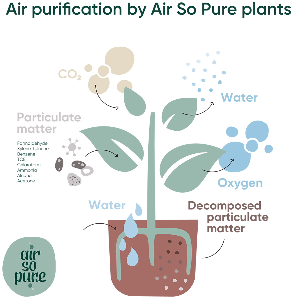 Air So Pure air purification infographic
