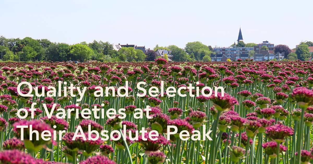 J.M. van Berkel Allium field