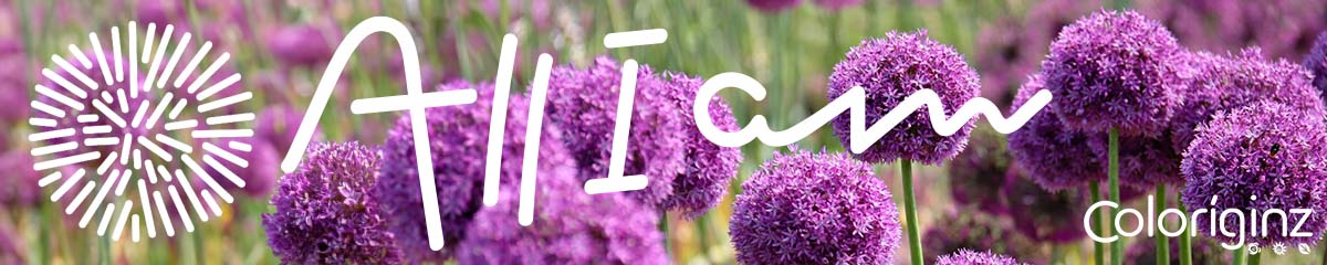 Banner All I Am Alliums