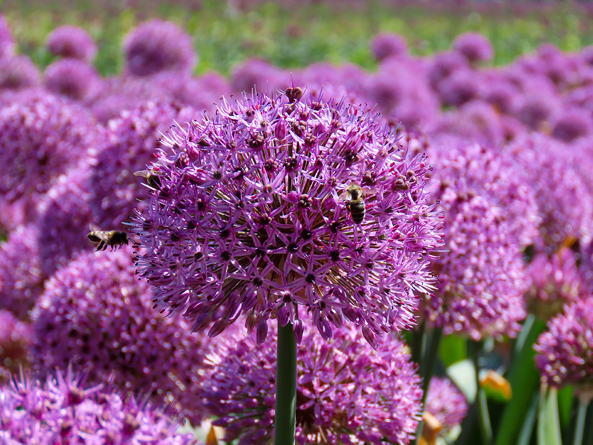 Allium at JM van Berkel with bees