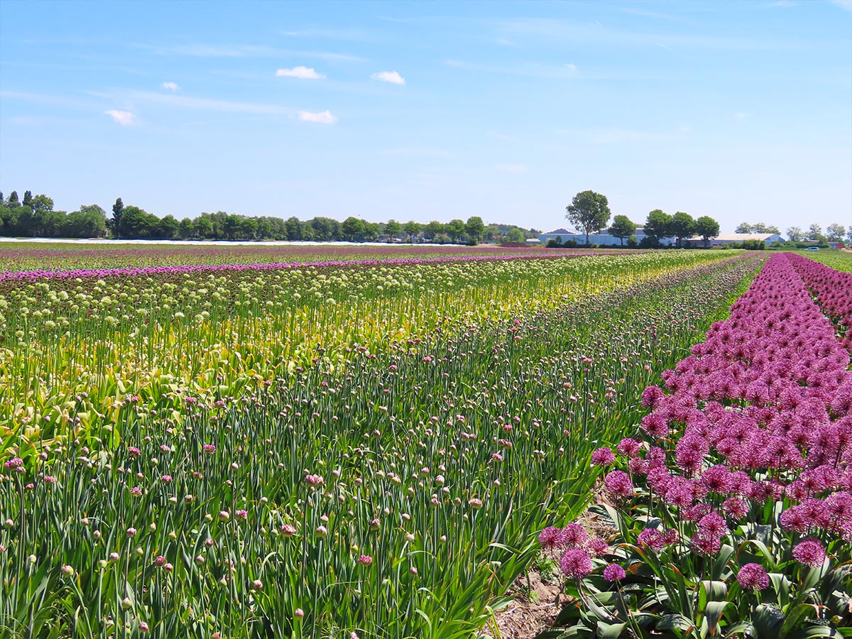 Mixed field of Alliums at JM van Berkel