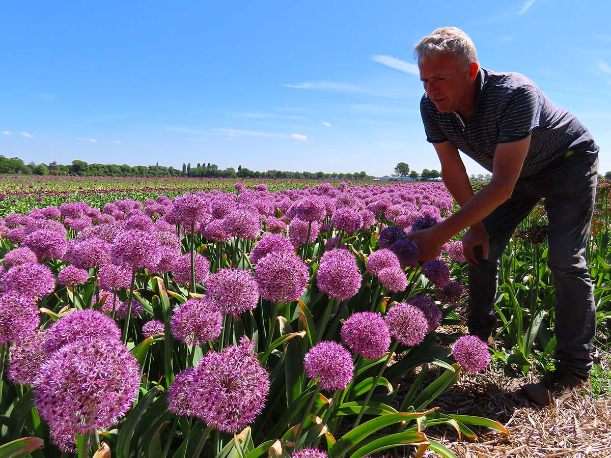 Sjaak van Berkel in field of big Alliums