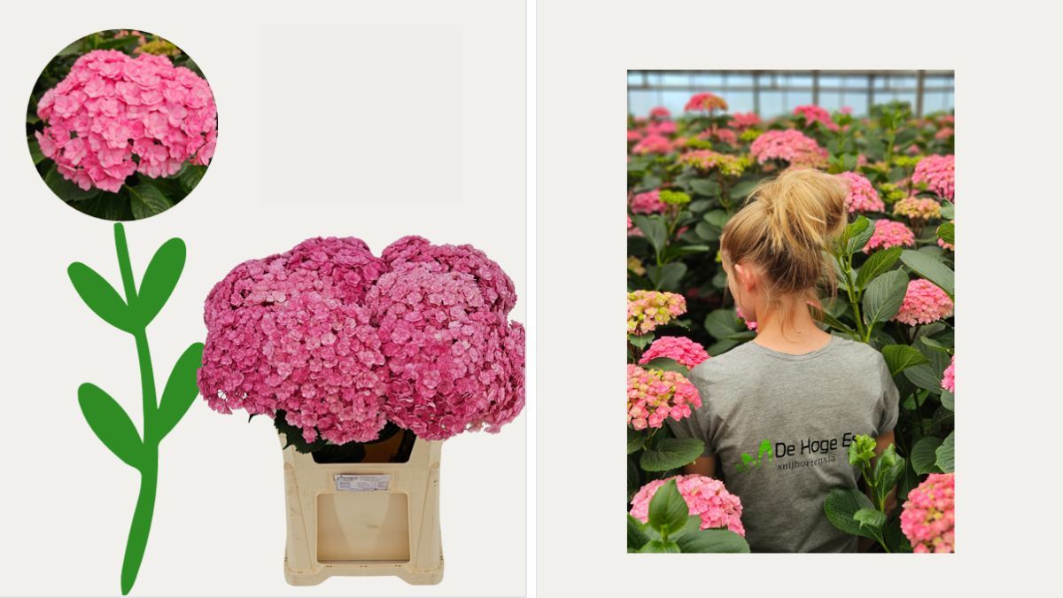 Hydrangea Luxor Pink by De Hoge Es