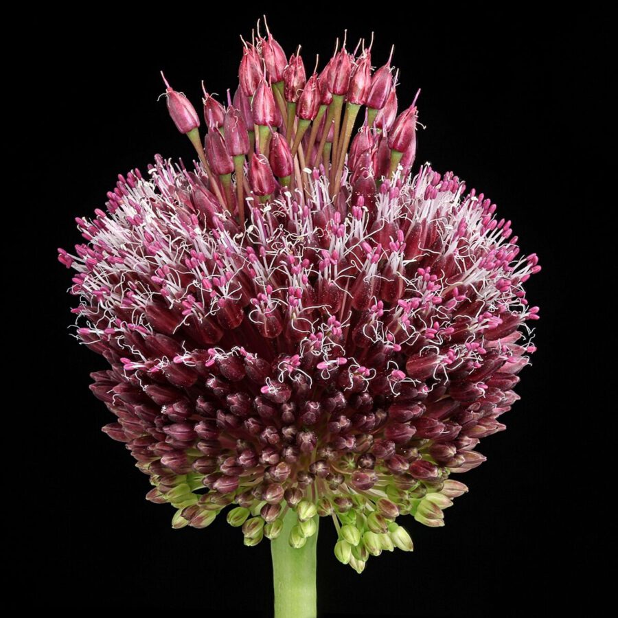 Allium Forelock -  © by Paul Heijmink Photography - on Thursd