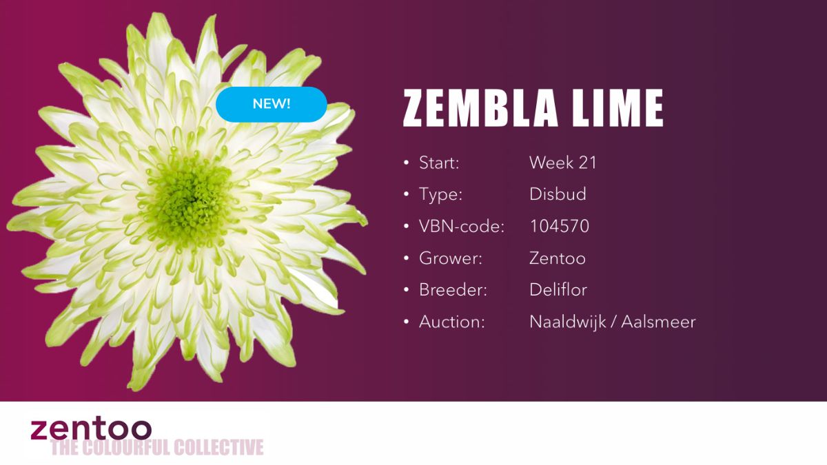Chrysanthemum Zembla Lime by Zentoo 
