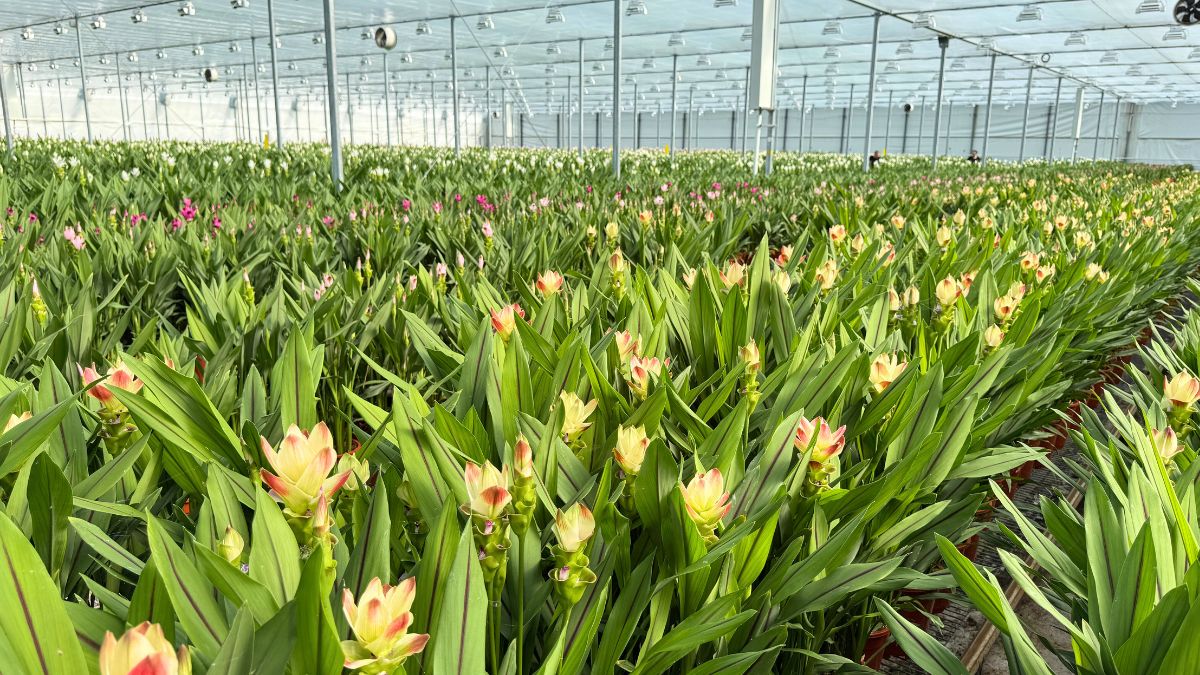 Curcuma Solar from Villa Curcuma Curcuma Solar from Villa Curcuma