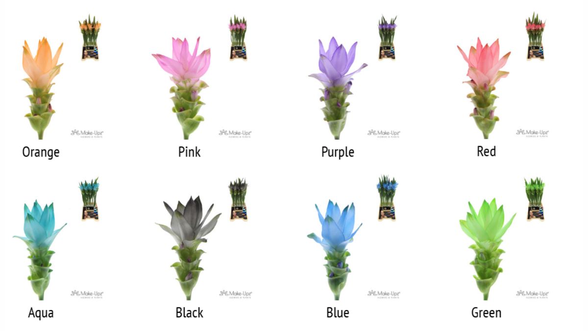 Curcuma Make-Upz from Villa Curcuma Curcuma Make-Upz from Villa Curcuma